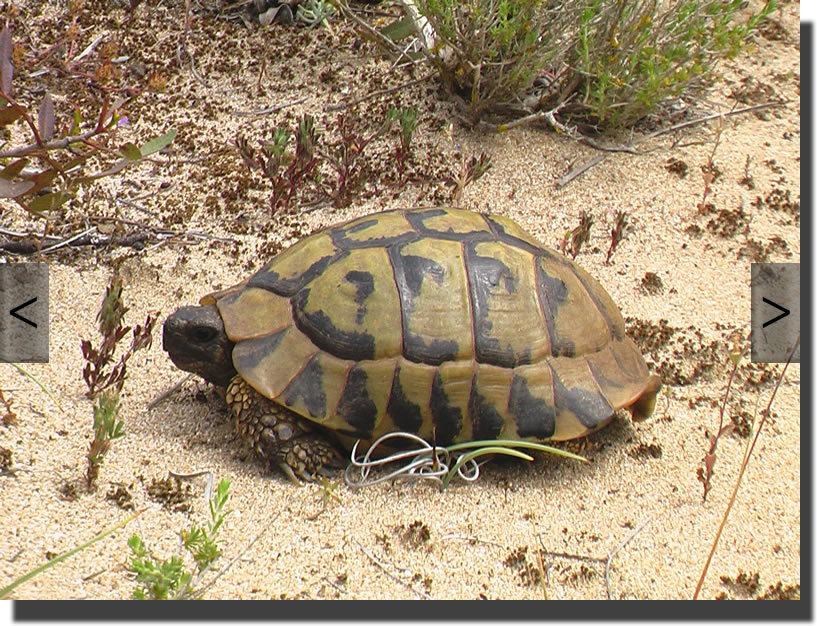 Testudo hermanni